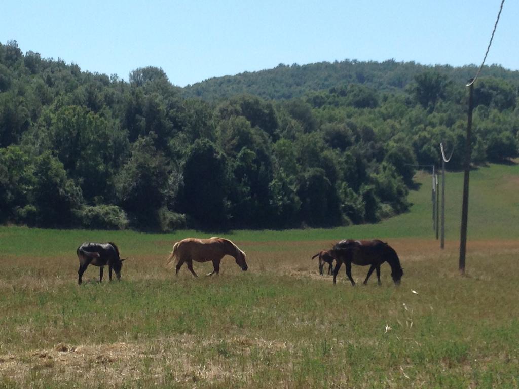 Agriturismo I Sassi Grossi Country house